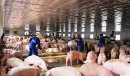 Bộ NN&PTNT hỏa tốc đề nghị các tỉnh 'cứu' ngành chăn nuôi lợn